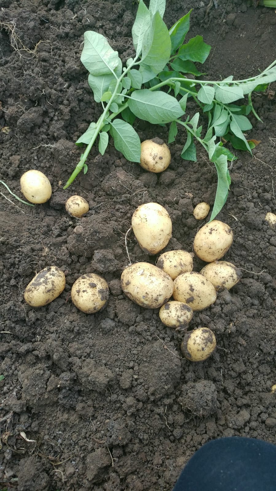 La Boccea Patate Pasta Gialla Agila patate novelle bio