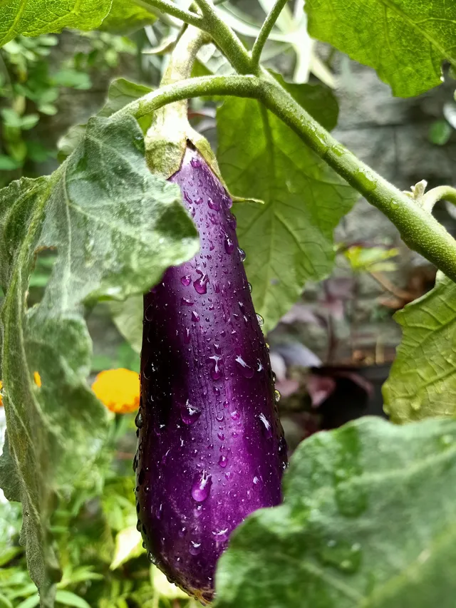Azienda Agricola Biologica La Boccea Melanzana Lunga Nera Giralda Bio
