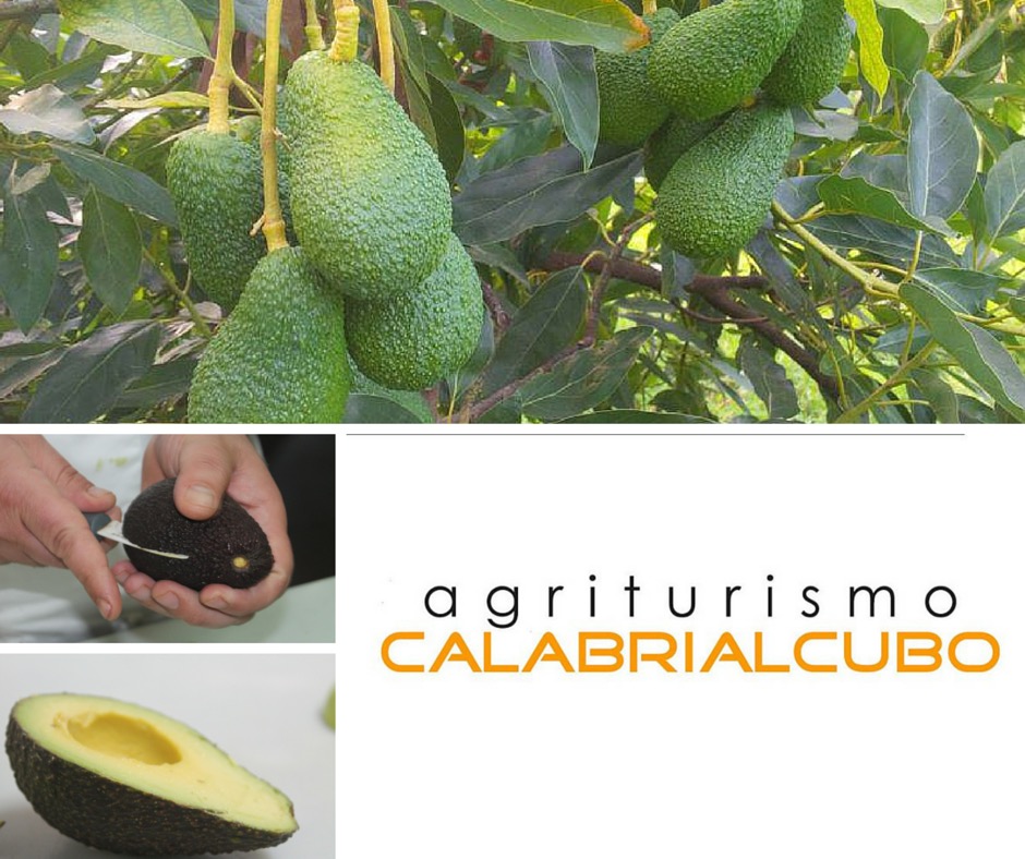Calabrialcubo Avocado Hass bio al kg da maturare