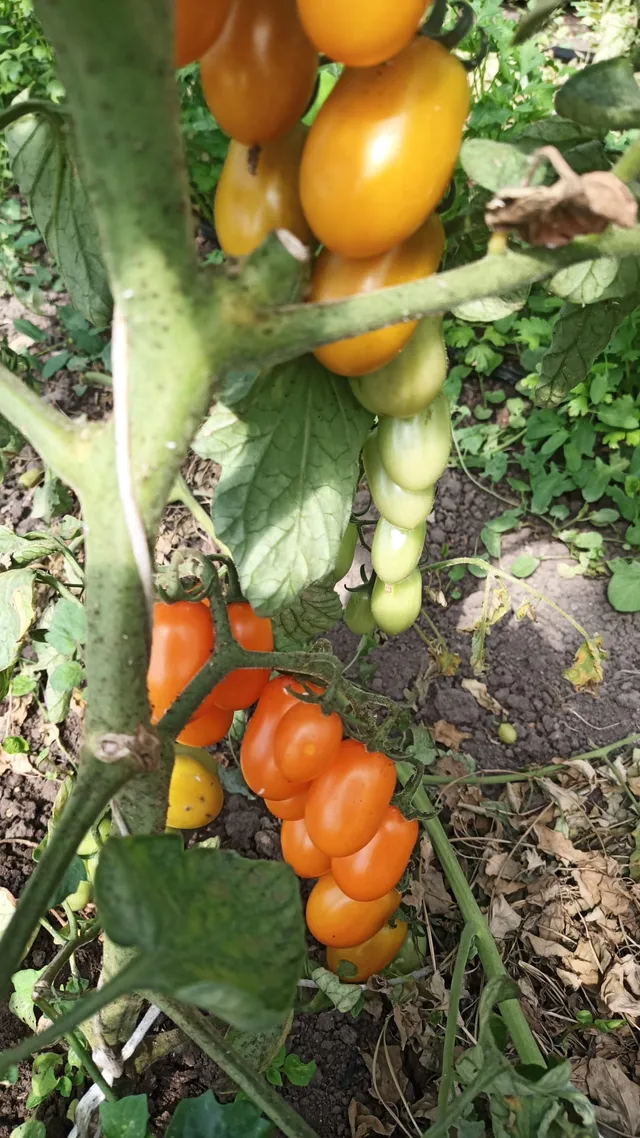 La Boccea Datterino pomodoro rosso bio fresco