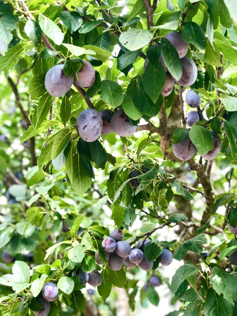 La Boccea Susine Bio Ovali Dolci da Tavola