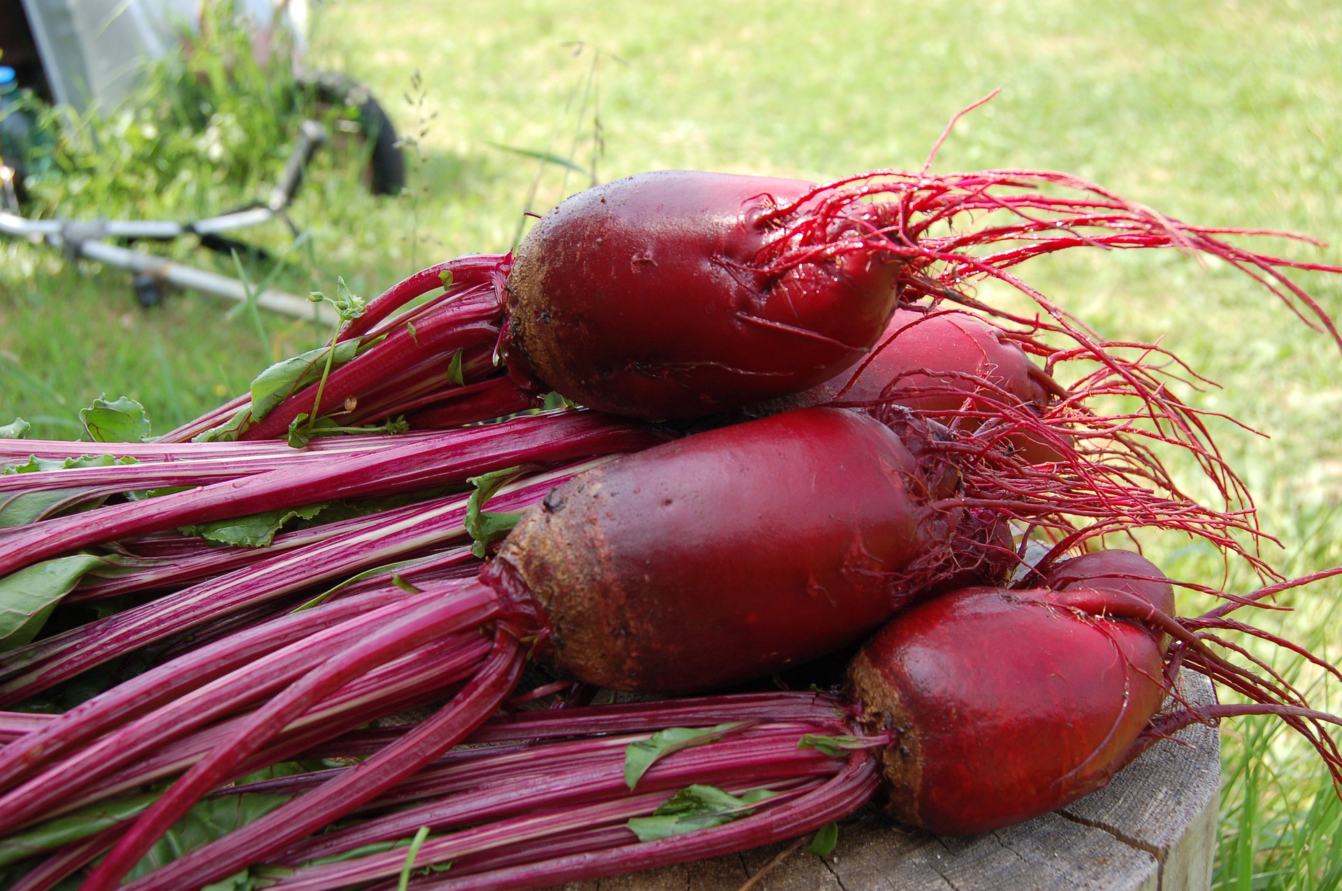 La Boccea Detroit Bio bietola barbabietola rossa bio