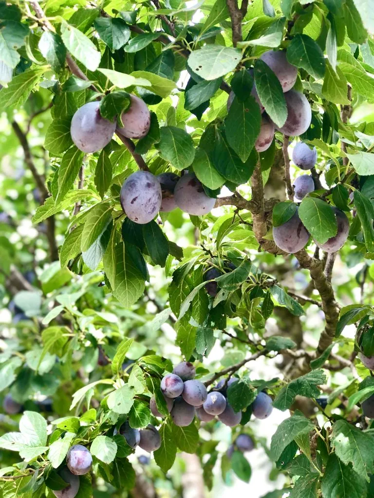La Boccea Susine Bio Ovali Dolci da Tavola