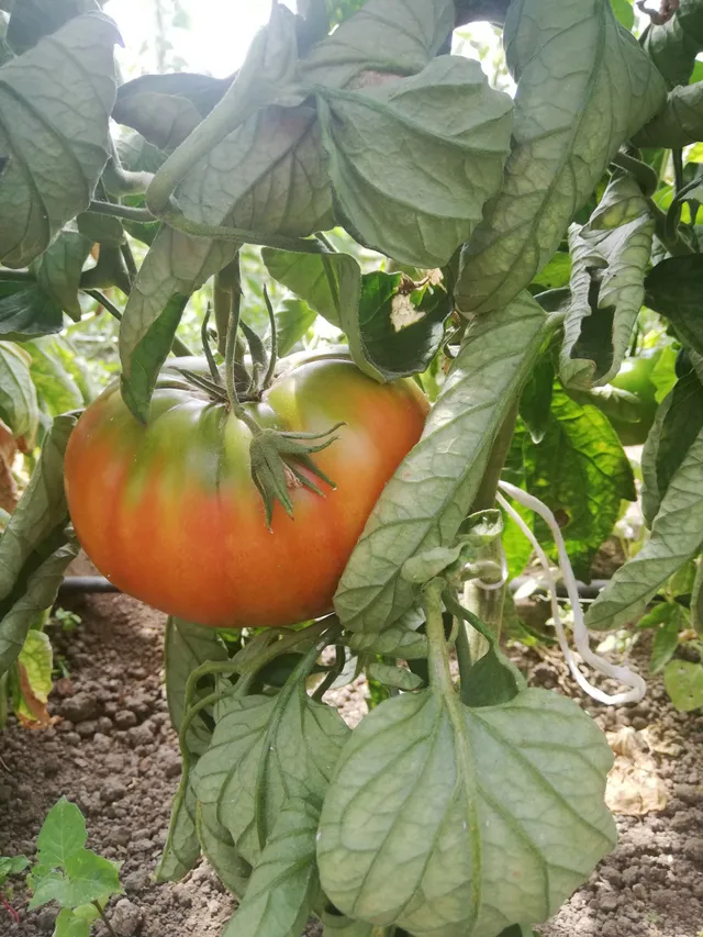La Boccea Pomodoro Pantano Bio da insalata