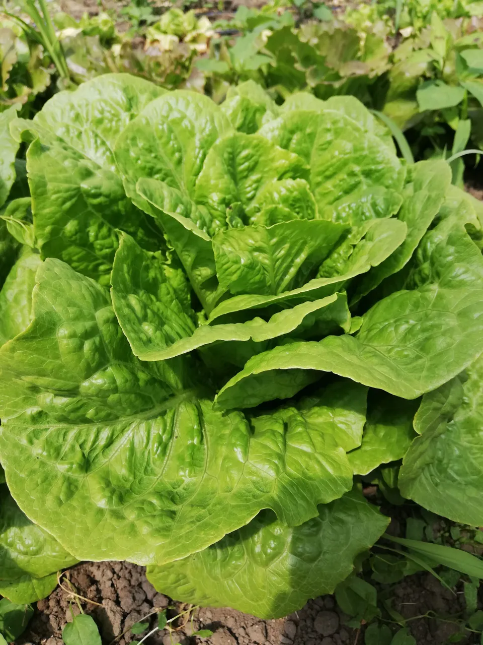 La Boccea Lattuga Romana Bionda lattuga bio fresca