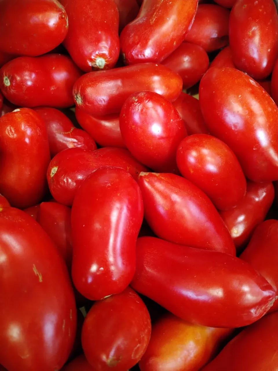 La Boccea San Marzano Bio per Passata 30 kg