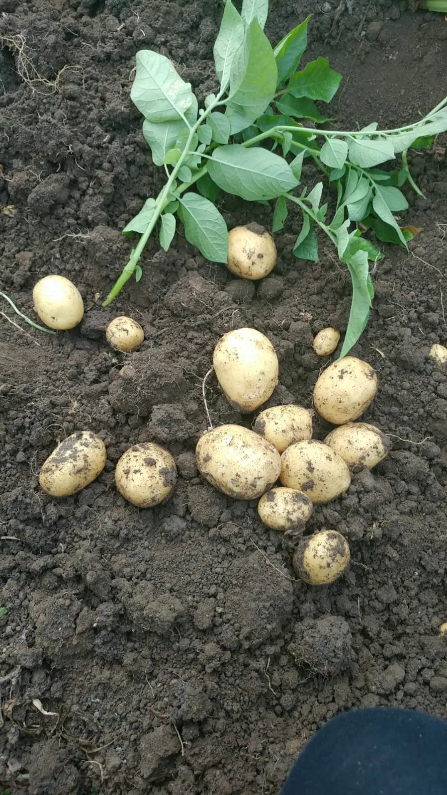 La Boccea Patata Agila Bio patate pasta gialla da forno