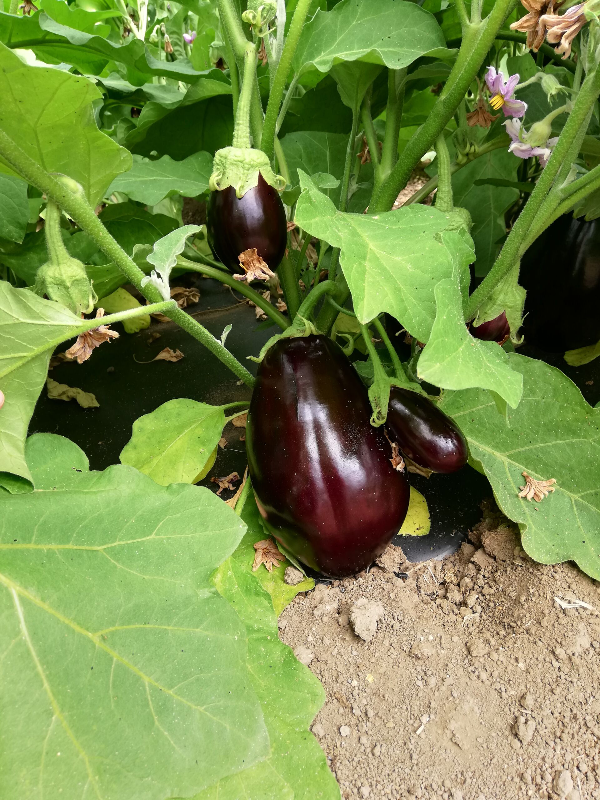 La Boccea Melanzana Bellezza Nera melanzana bio carnosa