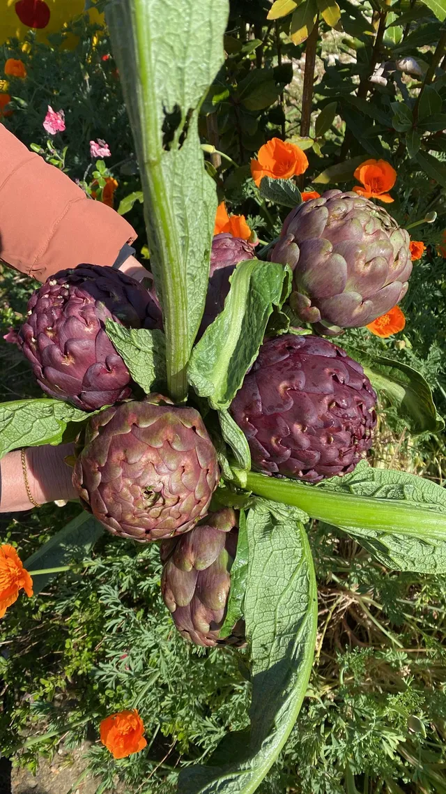 La Boccea Capriccio F1 carciofo Terom bio versatile
