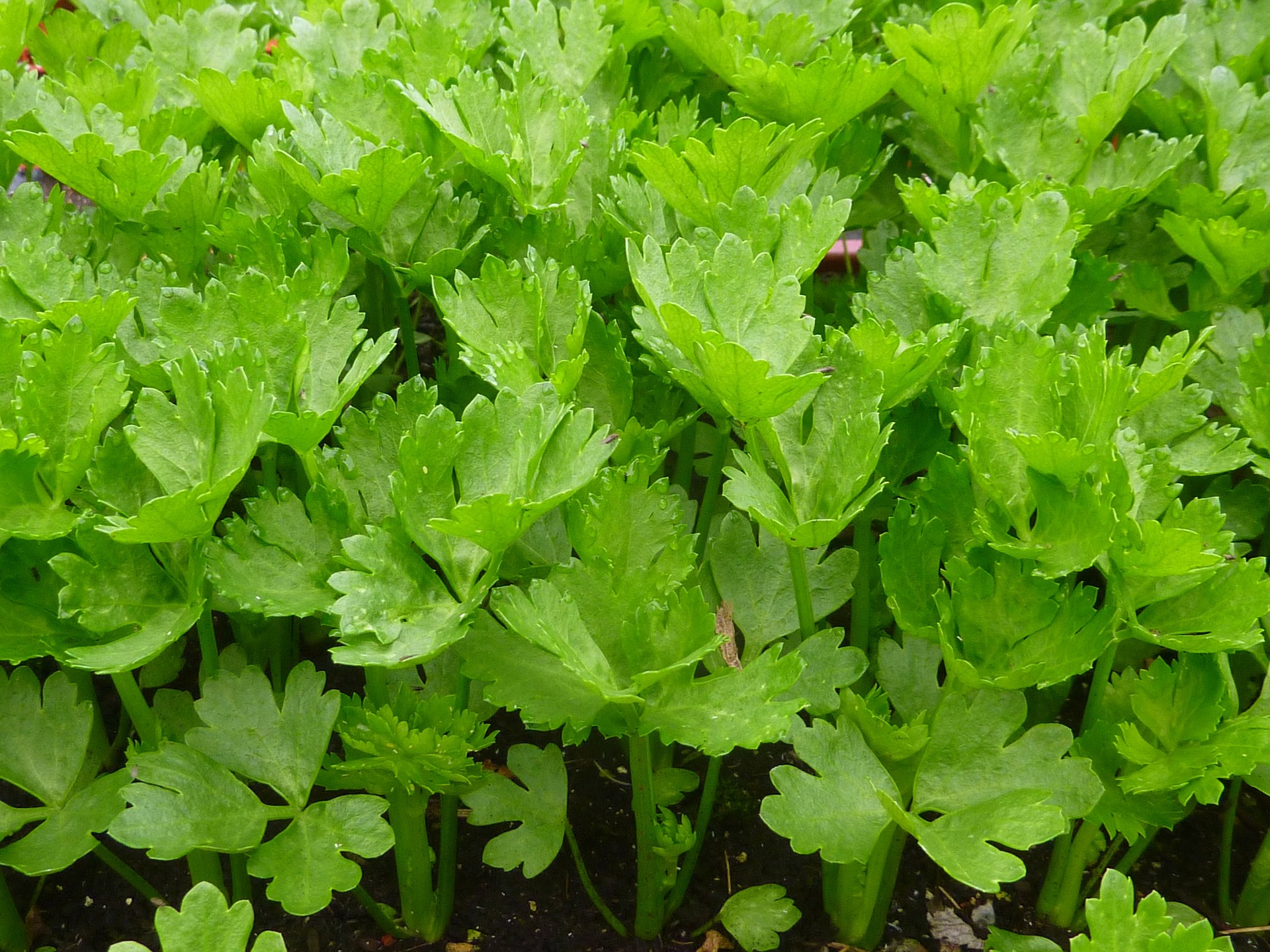 La Boccea sedano bio fresco verde da crudo