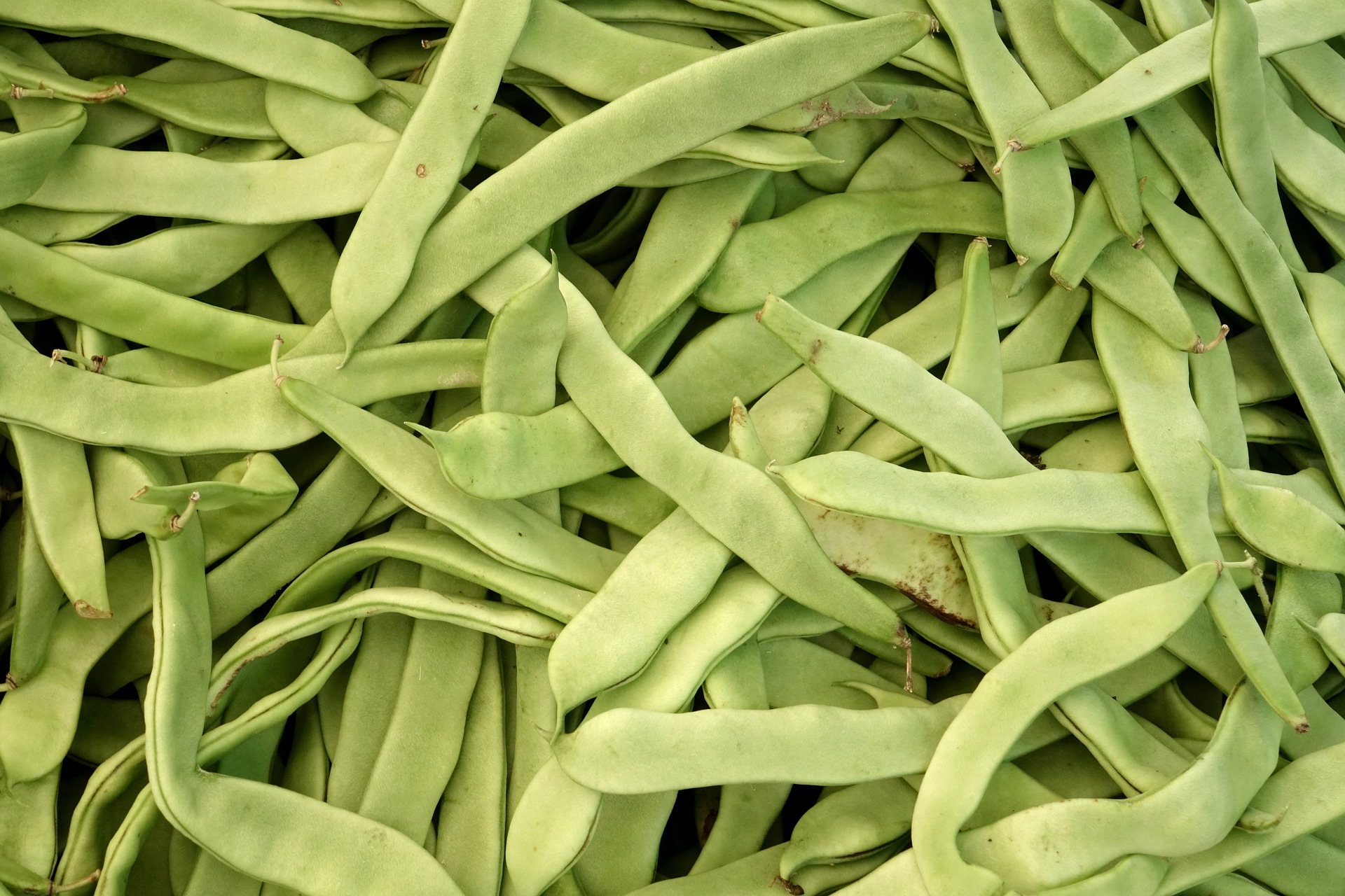 La Boccea Corallo Rampicante fagioli freschi bio diuretici