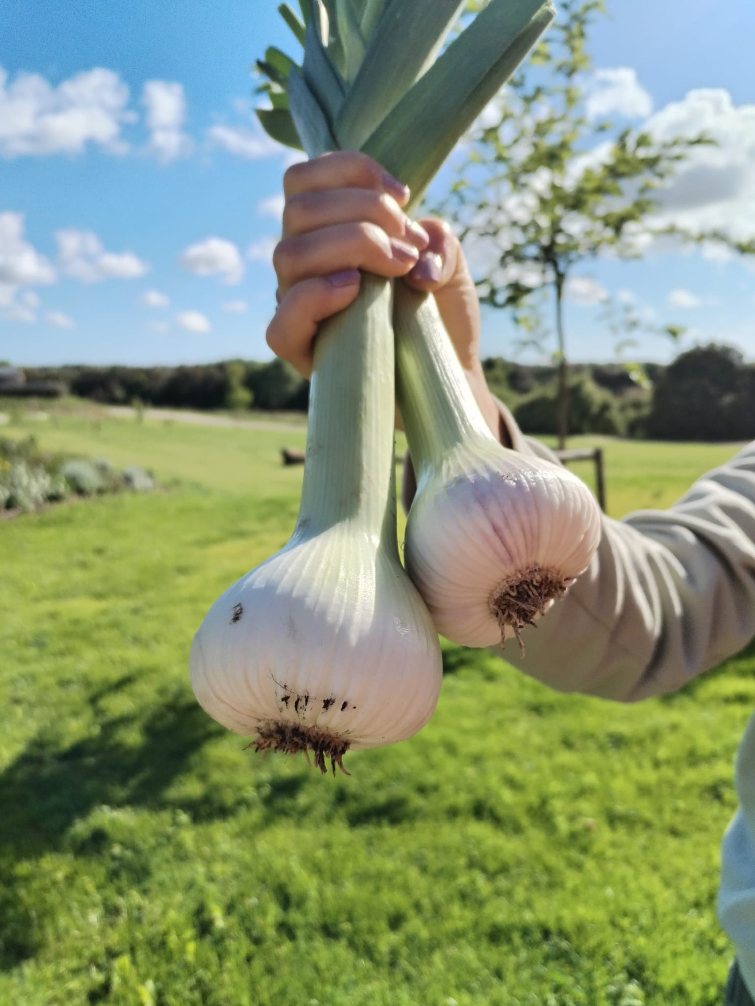 La Boccea Messidor aglio bio fresco da condimento