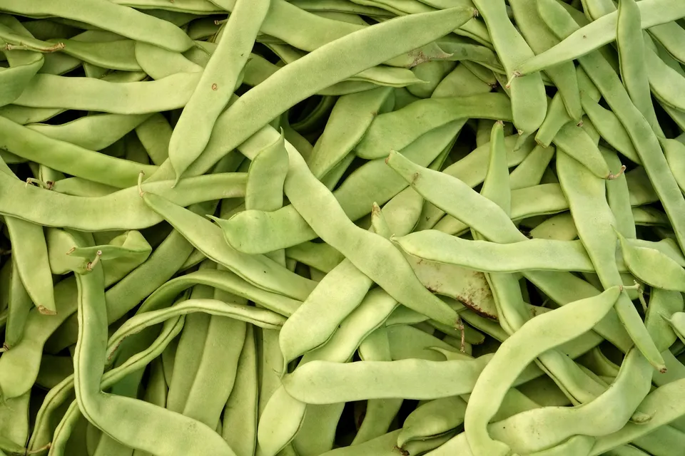 La Boccea Corallo Rampicante fagioli freschi bio diuretici