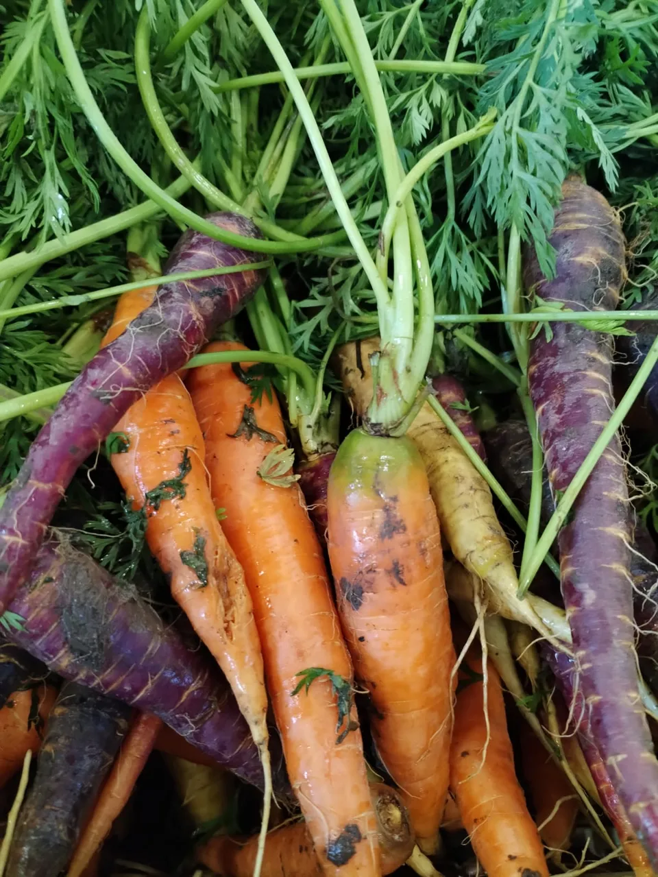 La Boccea Carota Nantese 2 carota bio fresca