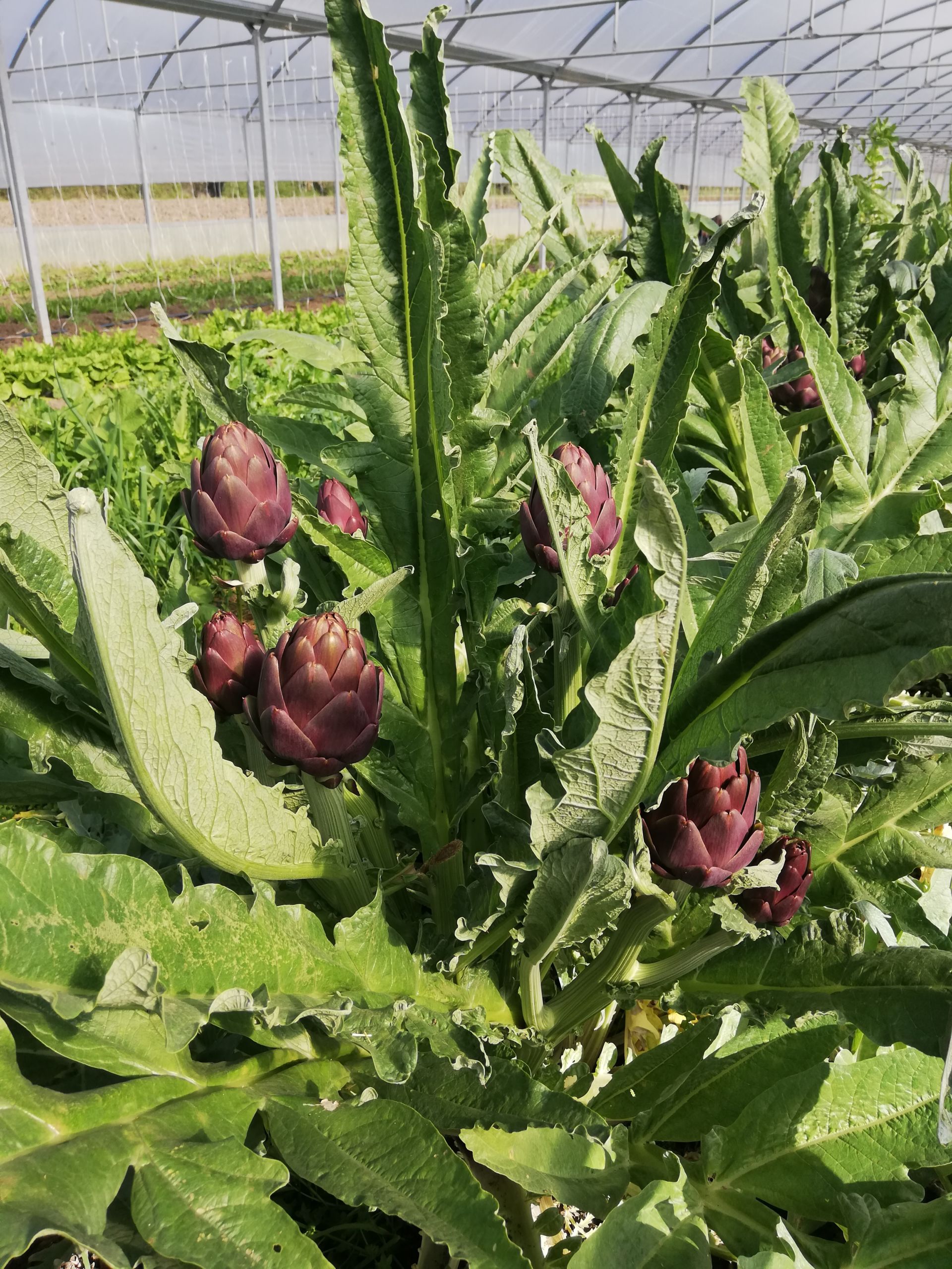 La Boccea Capriccio Vivace carciofi sottolio bio 300 gr