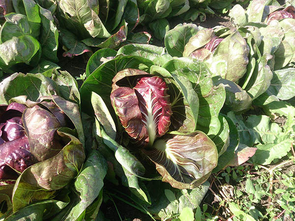 La Boccea Radicchio Palla Rossa Bio amaro