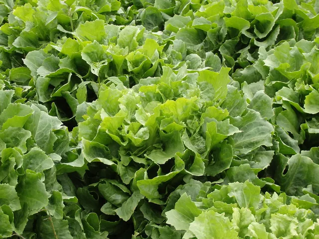 La Boccea Scarola indivia fresca bio