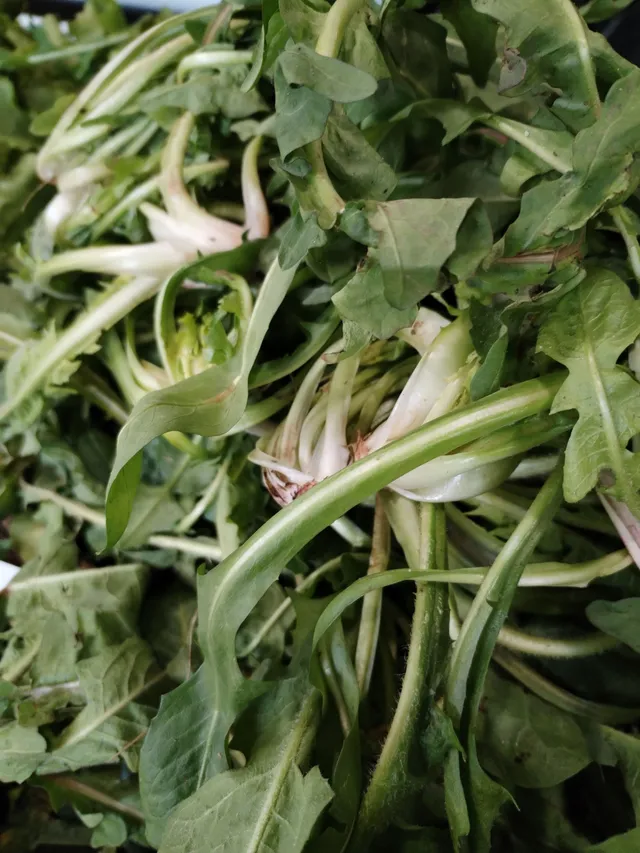 La Boccea Cicoria di Campo Bio fresca amara