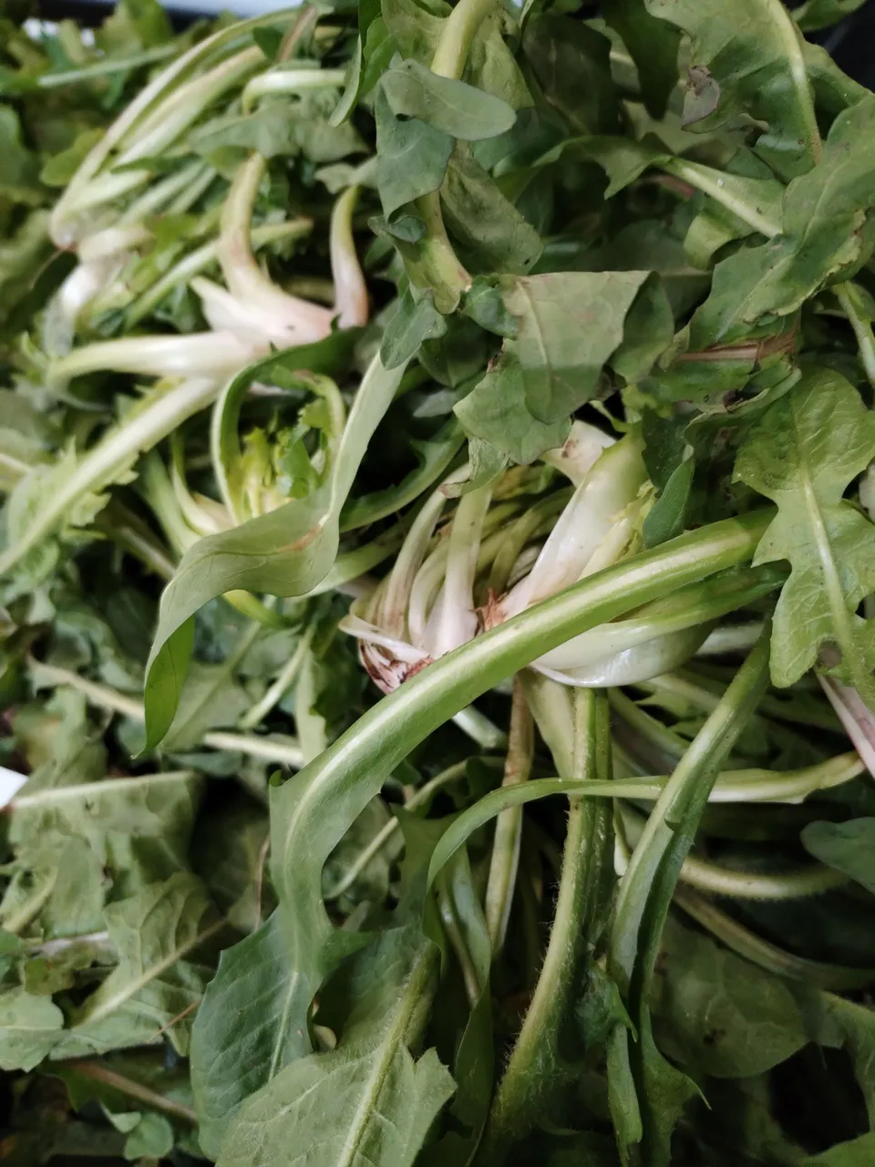 La Boccea Cicoria di Campo Bio fresca amara