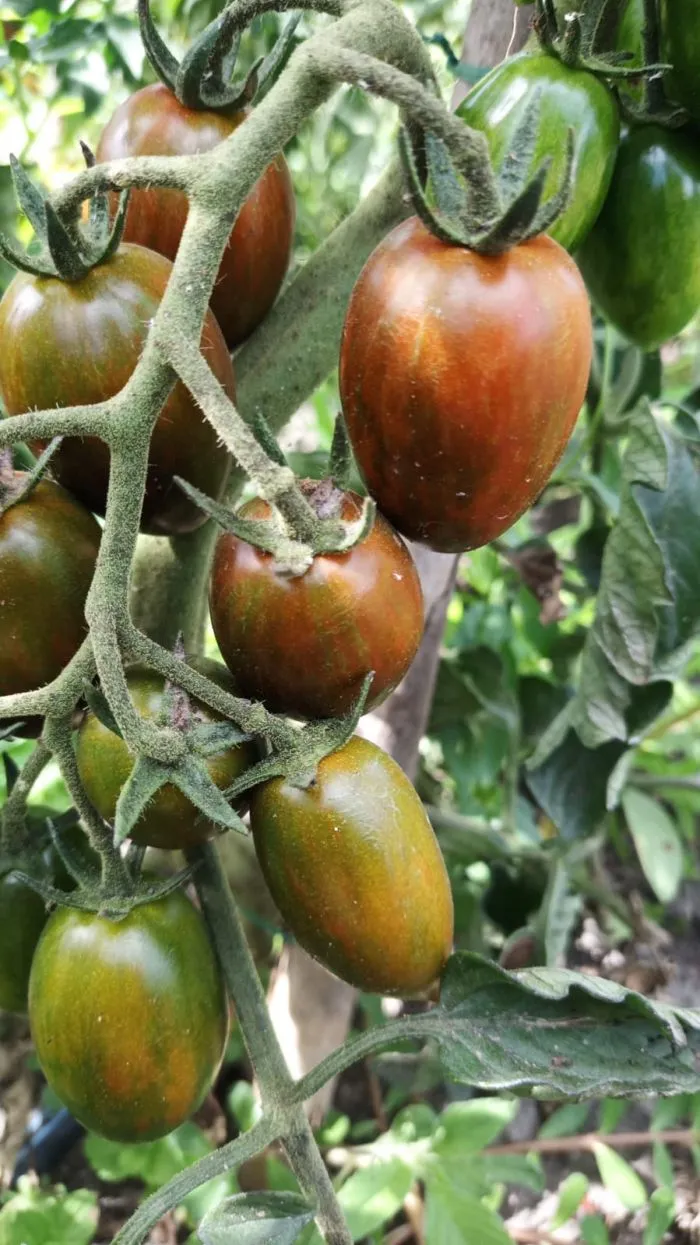 La Boccea Zebrino Scuro pomodoro bio scuro