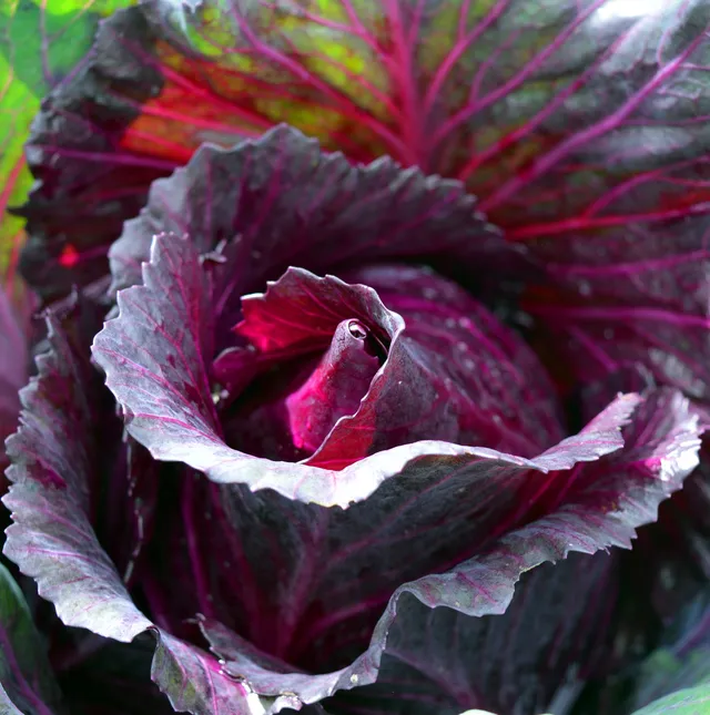 La Boccea Tete Noire Bio cavolo cappuccio fresco bio