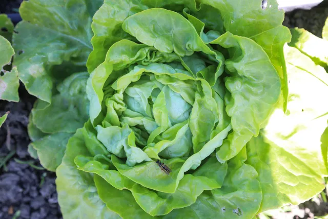 La Boccea Lattuga Cappuccina K.S. Bio Cespo Fresco