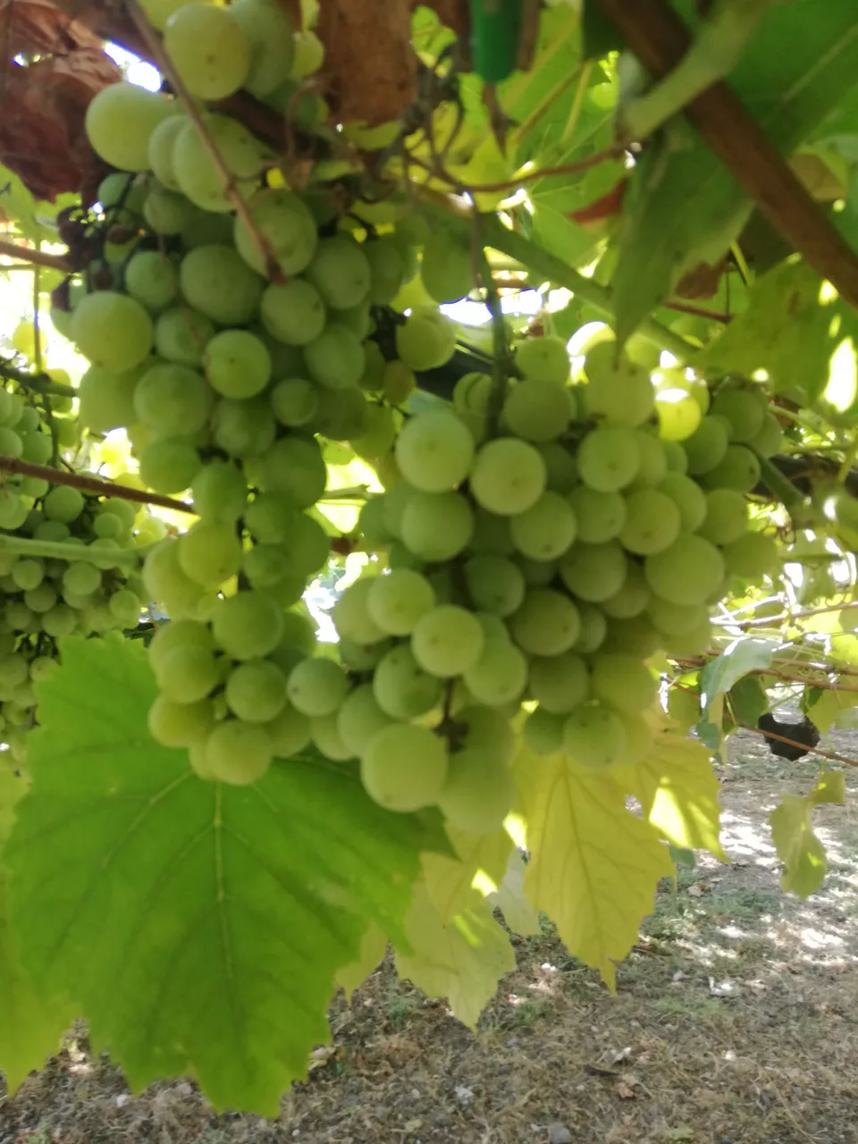 La Boccea Uva Bianca Bio Frutta Fresca Dolce