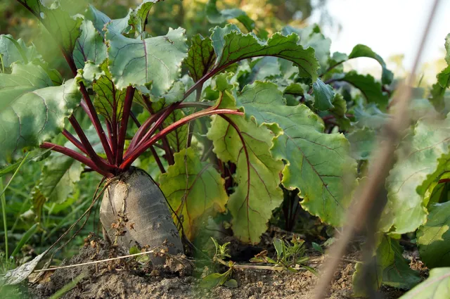 La Boccea Detroit Bio bietola barbabietola rossa bio