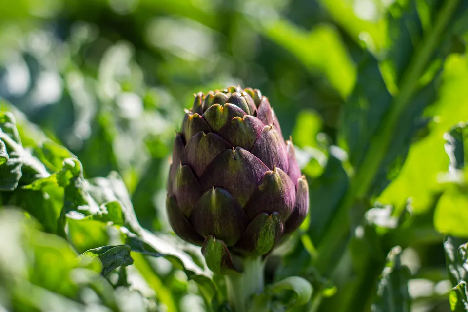 La Boccea Capriccio F1 Thema carciofi bio misti