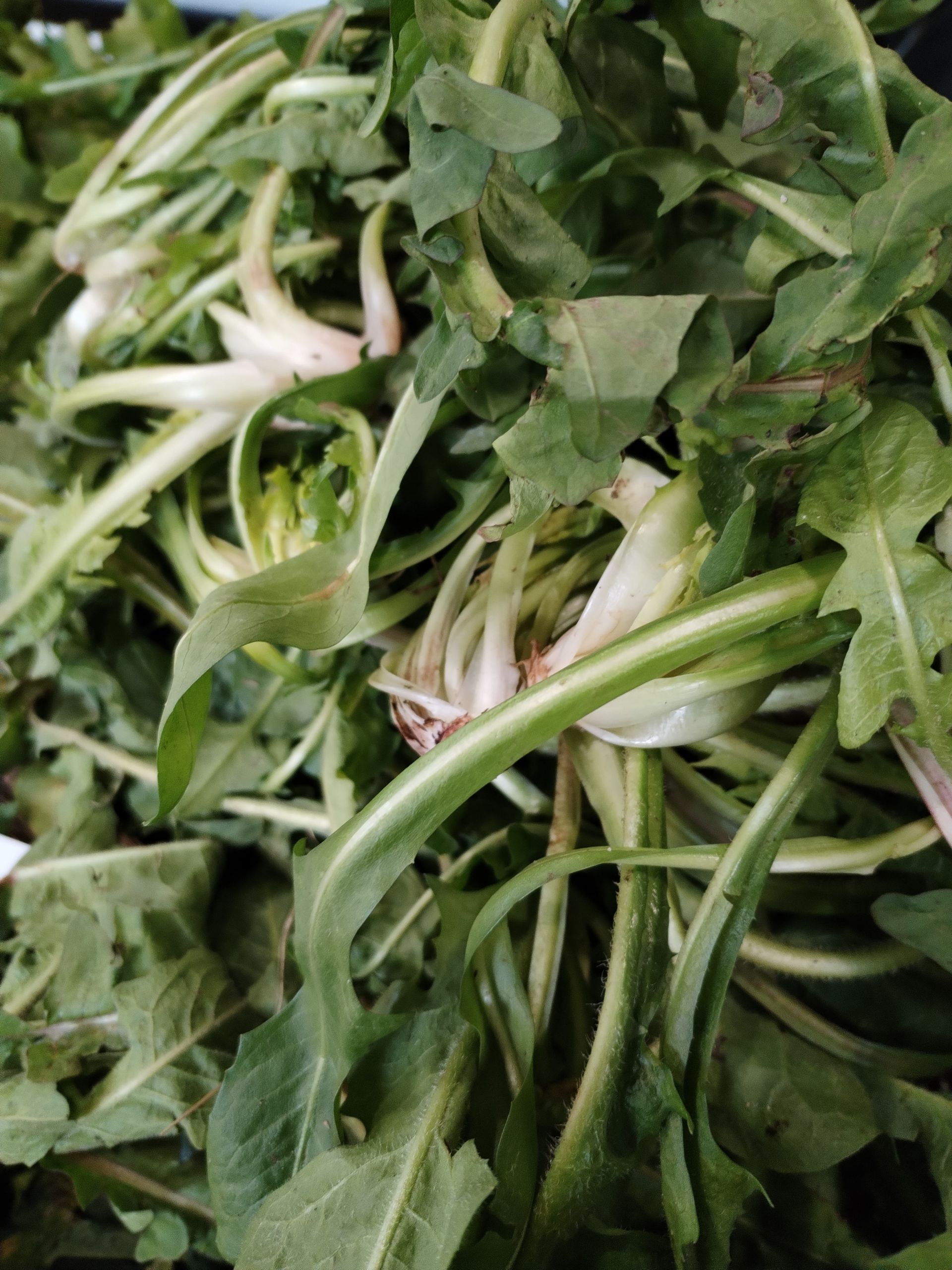 La Boccea Cicoria di Campo Bio fresca amara