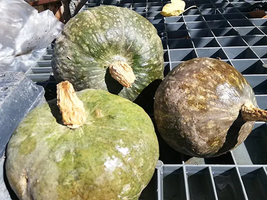 La Boccea Zucca Delica Bio Intera Dolce