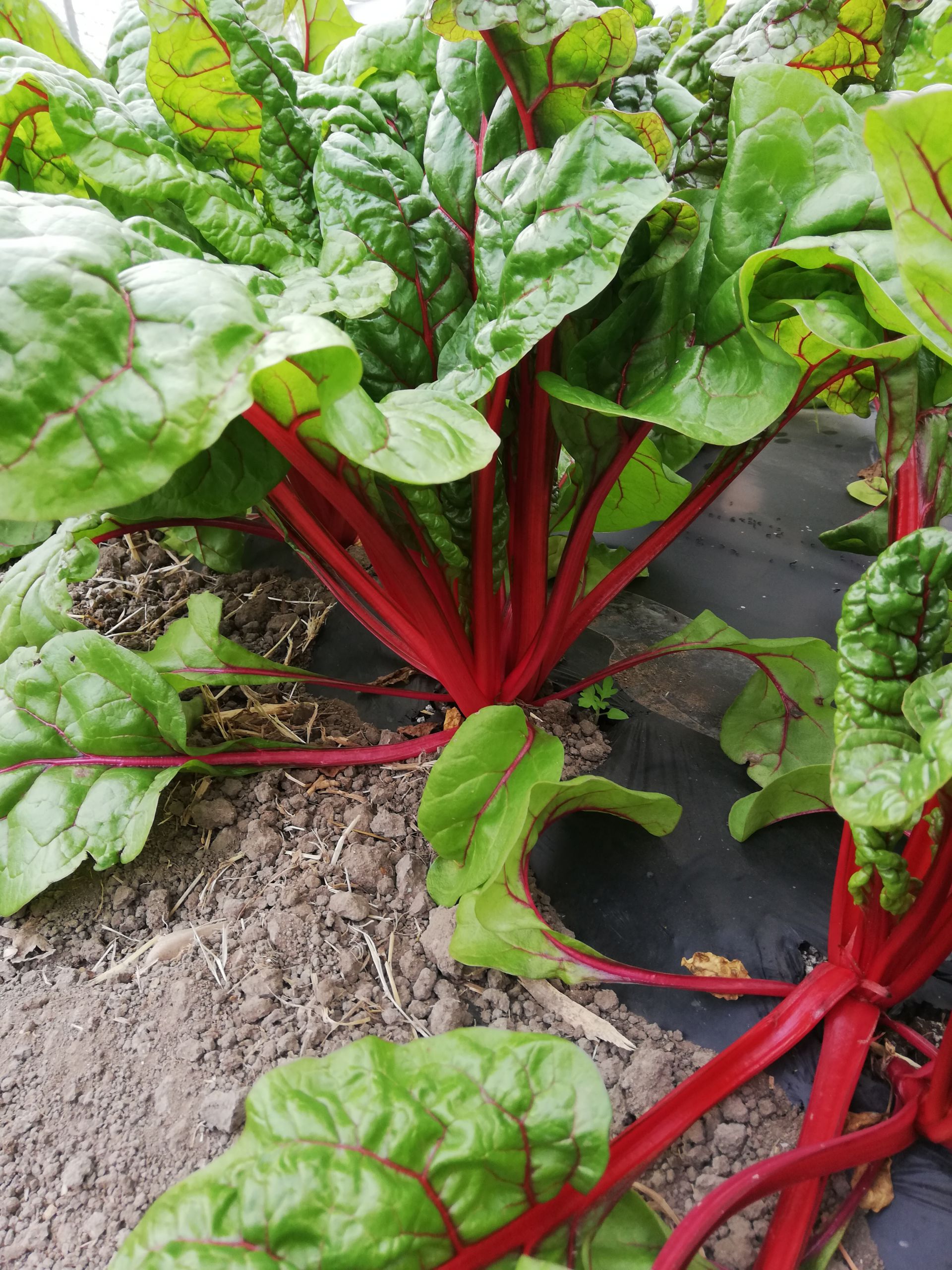 Azienda Agricola Biologica La Boccea Bieta Rossa Rubra Chard Bio