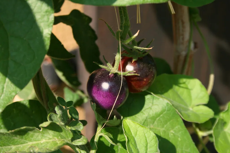 La Boccea pomodoro nero bio fresco da insalata