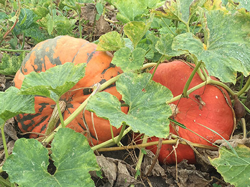 La Boccea Zucca Moscata di Provenza Bio 1 kg