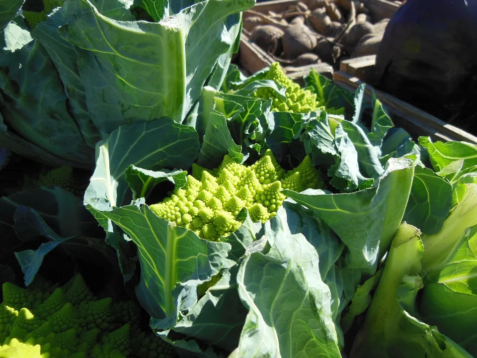La Boccea Cavolfiore Romanesco bio invernale