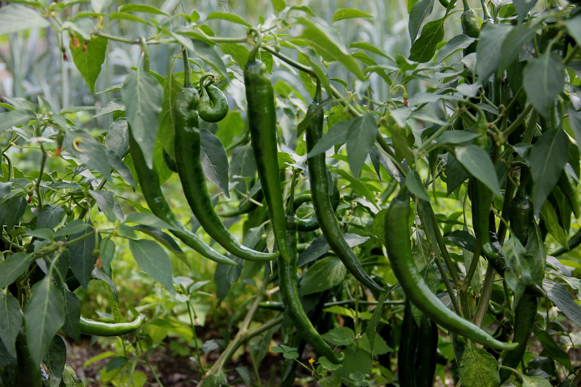 La Boccea Peperone Sigarino Bio Dolce da Friggere
