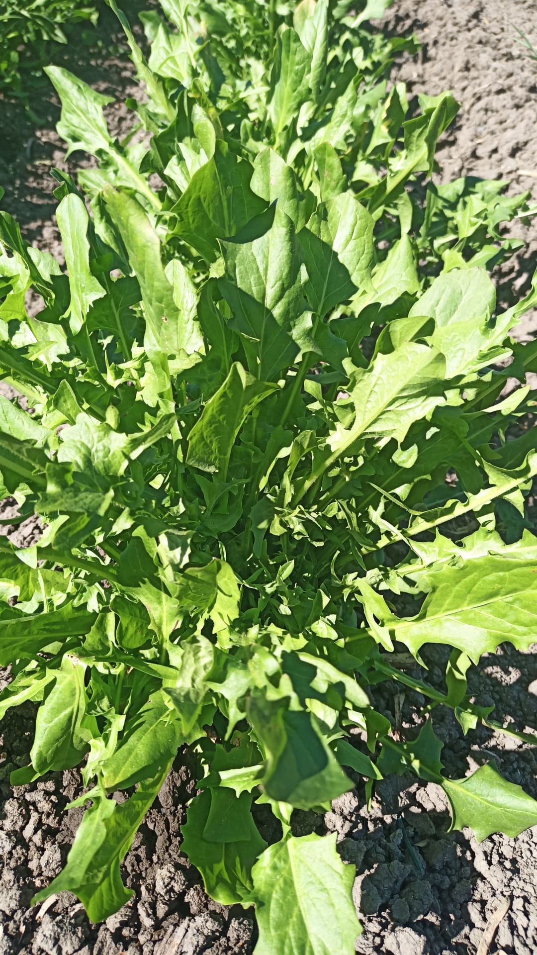 La Boccea Catalogna Frastagliata cicoria fresca bio amara