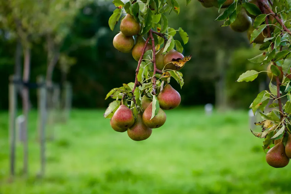 La Boccea Pera Antica Piccola Dolce fresca raccolto Italia