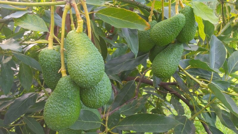 Calabrialcubo Avocado Hass bio al kg da maturare