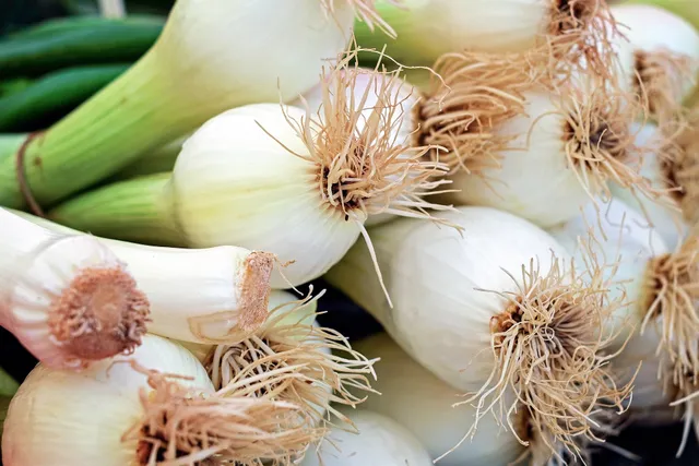 La Boccea Cipolla Bianca Bio ortaggio fresco