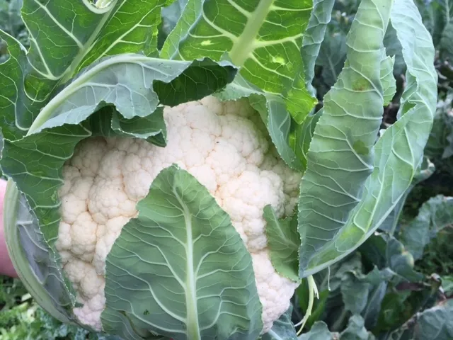 La Boccea Cavolfiore Palla di Neve verdura