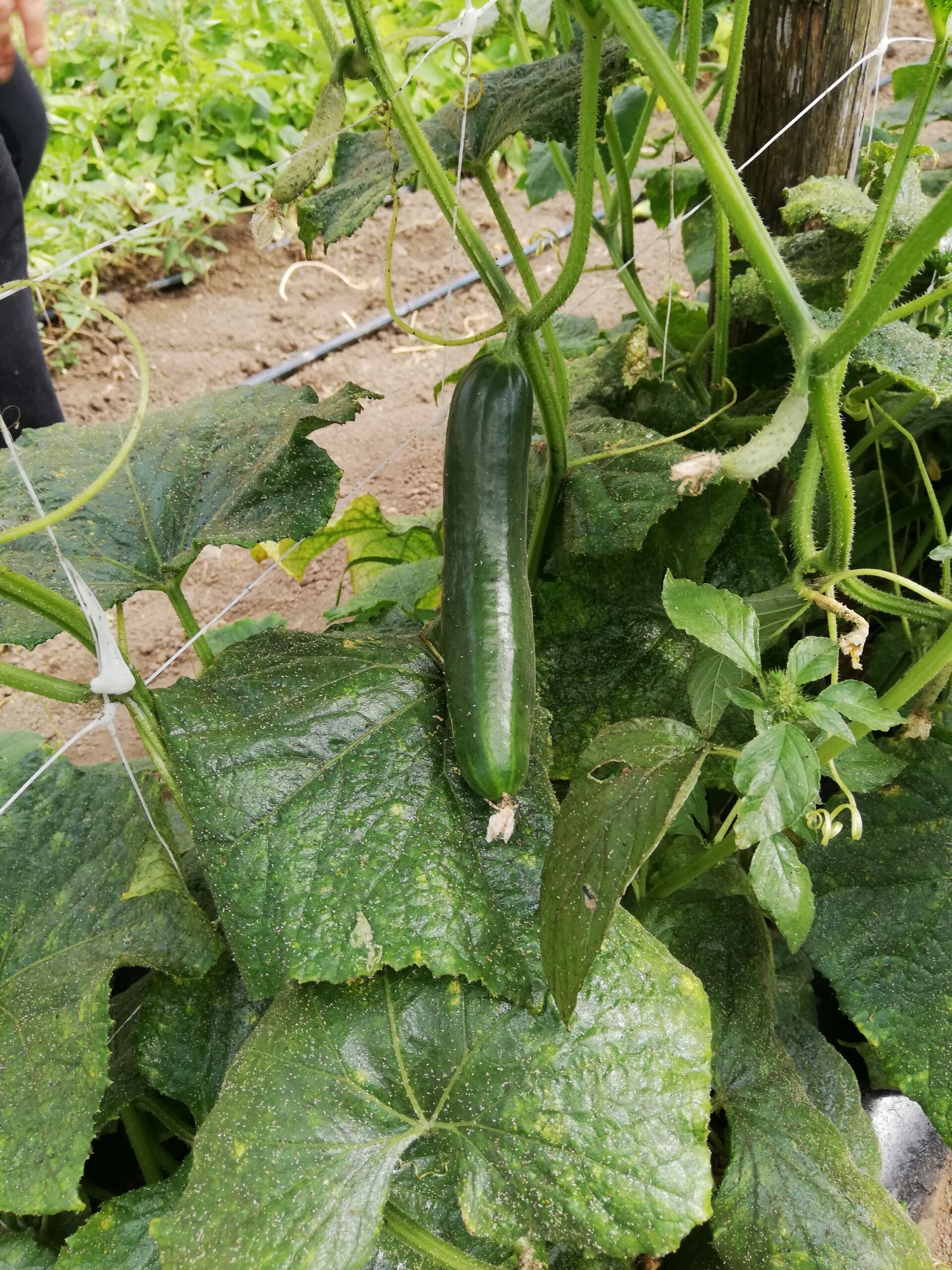 La Boccea Cetriolo Market Bio da Insalata