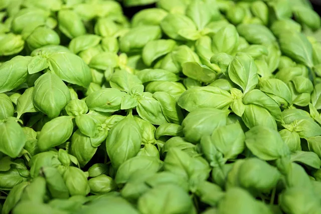 La Boccea Basilico Bio Erbe Fresche a Crudo