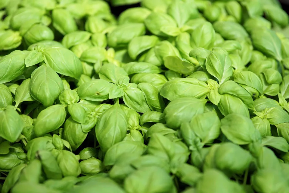 La Boccea Basilico Bio Erbe Fresche a Crudo