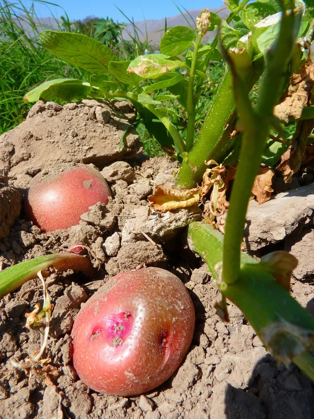 La Boccea Laura patate rosse bio da forno