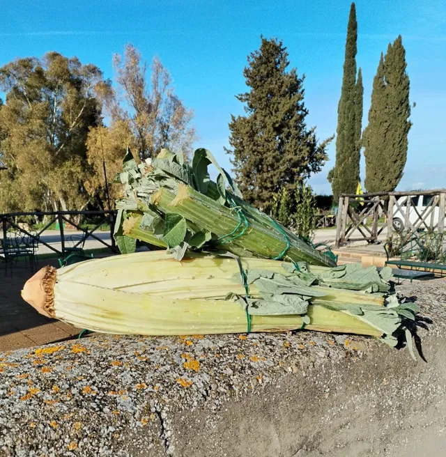 La Boccea Cardi Bio ortaggio fresco digestivo