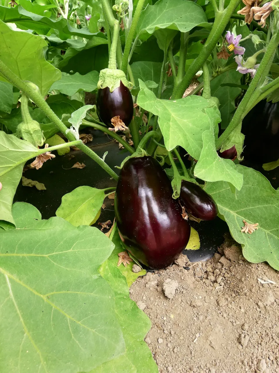 La Boccea Melanzana Bellezza Nera melanzana bio carnosa