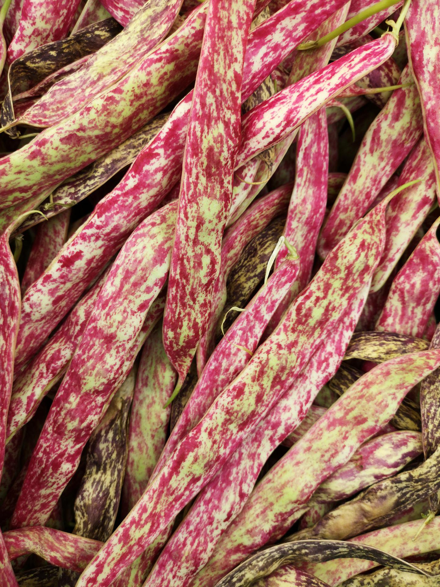 La Boccea Fagiolo Borlotto Lingua di Fuoco Nano Bio proteico