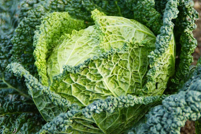 La Boccea Vertus cavolo verza bio fresco