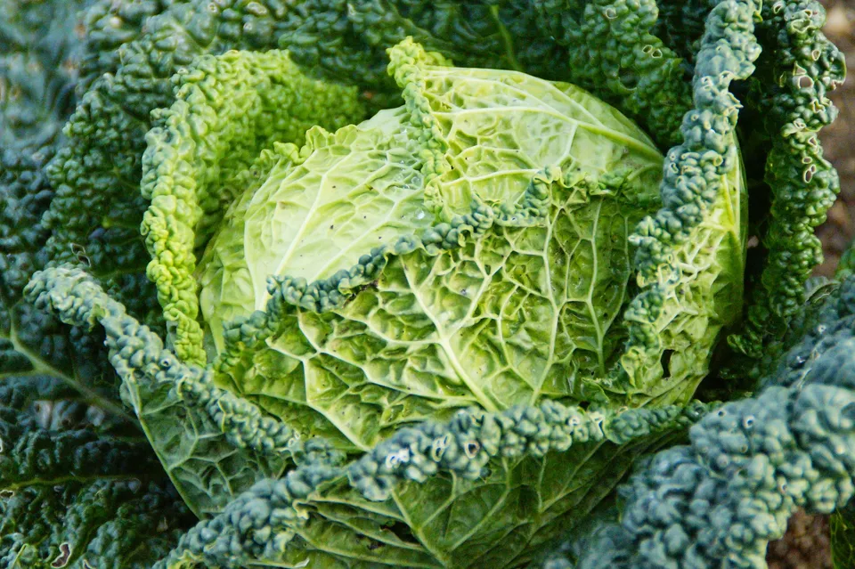 La Boccea Vertus cavolo verza bio fresco